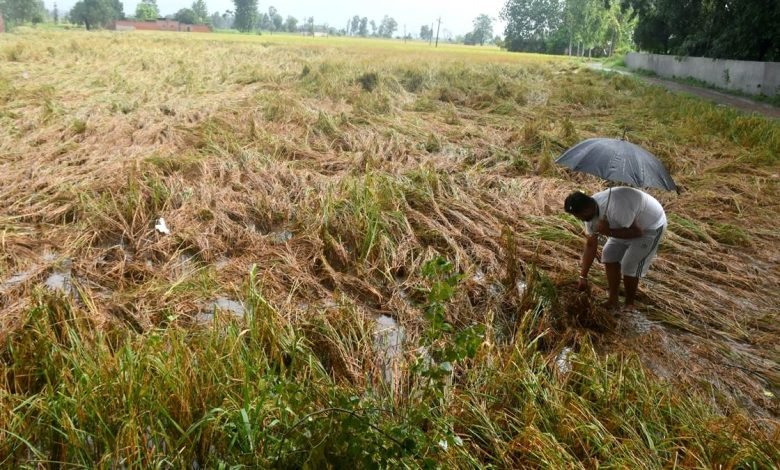 ਪੰਜਾਬ ’ਚ ਅਕਤੂਬਰ ਮਹੀਨੇ ਦੌਰਾਨ ਬਾਰਿਸ਼ ਨੇ ਤੋੜਿਆ ਪਿਛਲੇ 70 ਸਾਲਾਂ ਦਾ ਰਿਕਾਰਡ, ਖੇਤਾਂ ਤੋਂ ਮੰਡੀਆਂ ਤਕ ਝੋਨੇ ਦਾ ਨੁਕਸਾਨ