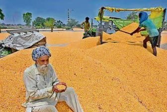 पंजाब सरकार का फसल विविधीकरण मिशन: ' पंजाब में 16.27% बढ़ा खरीफ मक्का का रकबा' 1,00,000 हेक्टेयर का आंकड़ा पार