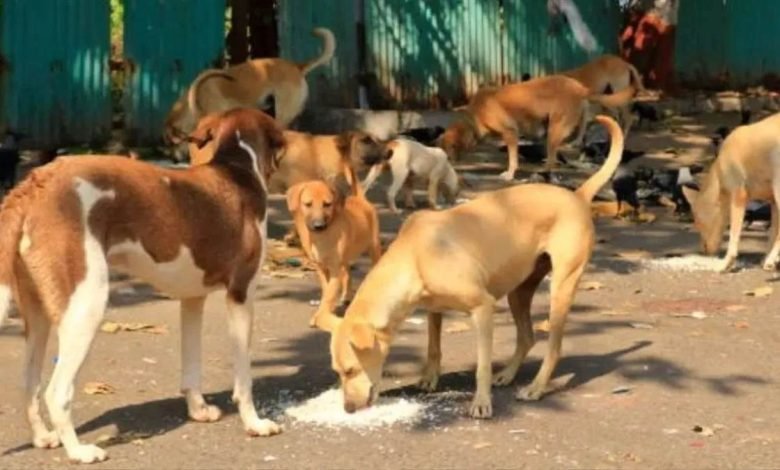 ਅਵਾਰਾ ਕੁੱਤਿਆਂ ’ਤੇ ਕੇਂਦਰ ਸਰਕਾਰ ਦਾ ਵੱਡਾ ਫੈਸਲਾ