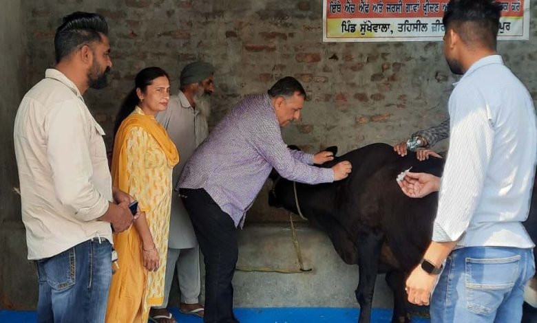 ਜ਼ਿਲ੍ਹੇ ਵਿੱਚ ਪਸ਼ੂਆਂ ਦੇ ਮੂੰਹ-ਖੁਰ ਦੀ ਬਿਮਾਰੀ ਦੇ ਬਚਾਅ ਲਈ ਟੀਕਾ ਕਰਨ ਦੀ ਮੁਹਿੰਮ ਦੀ ਸ਼ੁਰੂਆਤ ਜ਼ਿਲ੍ਹੇ ਵਿੱਚ ਪਸ਼ੂਆਂ ਦੇ ਮੂੰਹ-ਖੁਰ ਦੀ ਬਿਮਾਰੀ ਦੇ ਬਚਾਅ ਲਈ ਟੀਕਾ ਕਰਨ ਦੀ ਮੁਹਿੰਮ ਦੀ ਸ਼ੁਰੂਆਤ