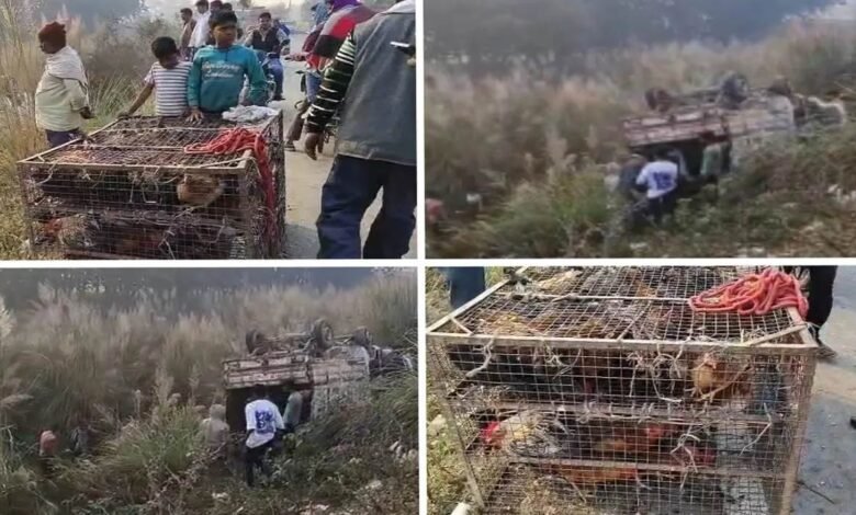 ਮੁਰਗ਼ਿਆਂ ਨਾਲ ਲੱਦਿਆ ਪਿਕਅੱਪ ਪਲਟਣ ਮਗਰੋਂ ਲੁੱਟਣ ਦੀ ਮਚੀ ਹੋੜ