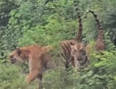 ਪਤਨੀ ਨੂੰ ਬਚਾਉਣ ਲਈ ਬਾਘ ਨਾਲ ਗੁੱਥਮ-ਗੁੱਥਾ ਹੋਇਆ ਪਤੀ