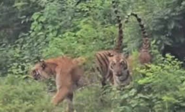 ਪਤਨੀ ਨੂੰ ਬਚਾਉਣ ਲਈ ਬਾਘ ਨਾਲ ਗੁੱਥਮ-ਗੁੱਥਾ ਹੋਇਆ ਪਤੀ