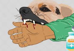 ਰੈਬੀਜ਼ ਪੀੜਤ ਨਿਕਲਿਆ ਲੁਧਿਆਣਾ ’ਚ 15 ਜਣਿਆਂ ਨੂੰ ਵੱਢ ਕੇ ਮਰਿਆ ਕੁੱਤਾ