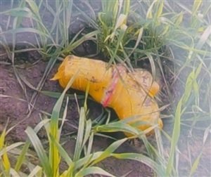 ਪਾਕਿਸਤਾਨ ਵੱਲੋਂ ਭੇਜੇ ਡਰੋਨ ਰਾਹੀਂ ਪੈਕਟ ਵਿੱਚੋਂ ਇਕ ਪਿਸਤੌਲ ਤੇ ਪੰਜ ਕਾਰਤੂਸ ਬਰਾਮਦ ਪਾਕਿਸਤਾਨ ਵੱਲੋਂ ਭੇਜੇ ਡਰੋਨ ਰਾਹੀਂ ਪੈਕਟ ਵਿੱਚੋਂ ਇਕ ਪਿਸਤੌਲ ਤੇ ਪੰਜ ਕਾਰਤੂਸ ਬਰਾਮਦ