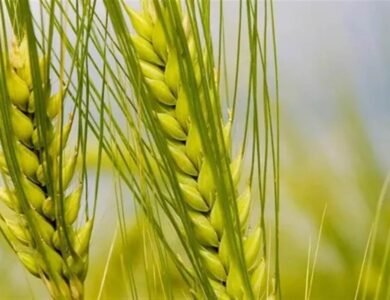 ਫਰਵਰੀ ’ਚ ਵਧੇਗਾ ਤਾਪਮਾਨ, ਪੰਜਾਬ ਦੇ ਕਿਸਾਨ ਕਣਕ ਦੀ ਫ਼ਸਲ ਨੂੰ ਲੈ ਕੇ ਚਿੰਤਤ