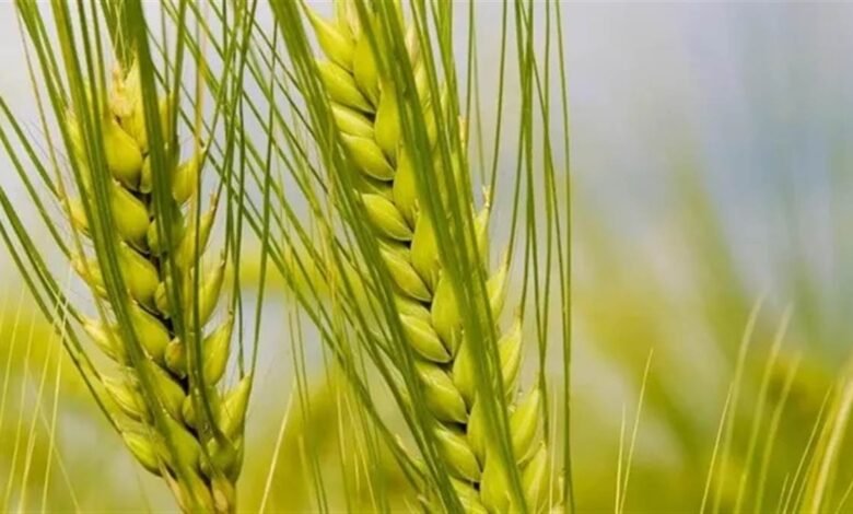 ਫਰਵਰੀ ’ਚ ਵਧੇਗਾ ਤਾਪਮਾਨ, ਪੰਜਾਬ ਦੇ ਕਿਸਾਨ ਕਣਕ ਦੀ ਫ਼ਸਲ ਨੂੰ ਲੈ ਕੇ ਚਿੰਤਤ