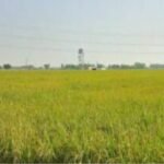 ਪੰਜਾਬ-ਚੰਡੀਗੜ੍ਹ ਵਿੱਚ ਮੌਸਮ ਰਹੇਗਾ ਖੁਸ਼ਕ, ਮੀਂਹ ਦੀ ਉਮੀਦ ਘੱਟ