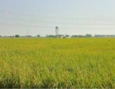 ਪੰਜਾਬ-ਚੰਡੀਗੜ੍ਹ ਵਿੱਚ ਮੌਸਮ ਰਹੇਗਾ ਖੁਸ਼ਕ, ਮੀਂਹ ਦੀ ਉਮੀਦ ਘੱਟ
