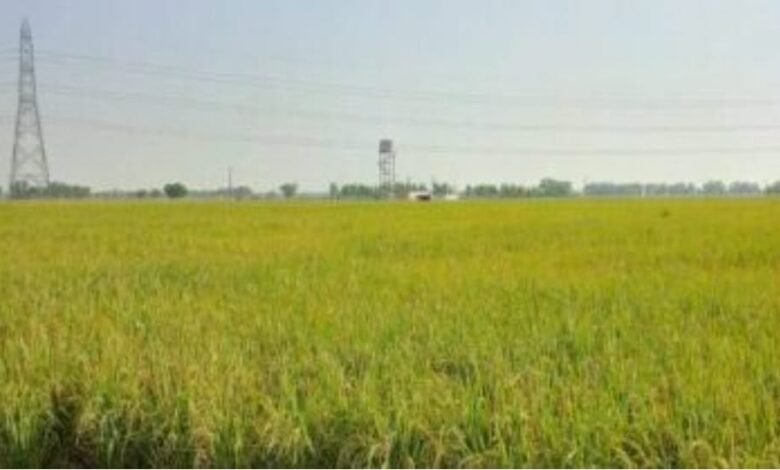 ਪੰਜਾਬ-ਚੰਡੀਗੜ੍ਹ ਵਿੱਚ ਮੌਸਮ ਰਹੇਗਾ ਖੁਸ਼ਕ, ਮੀਂਹ ਦੀ ਉਮੀਦ ਘੱਟ ਪੰਜਾਬ-ਚੰਡੀਗੜ੍ਹ ਵਿੱਚ ਮੌਸਮ ਰਹੇਗਾ ਖੁਸ਼ਕ, ਮੀਂਹ ਦੀ ਉਮੀਦ ਘੱਟ